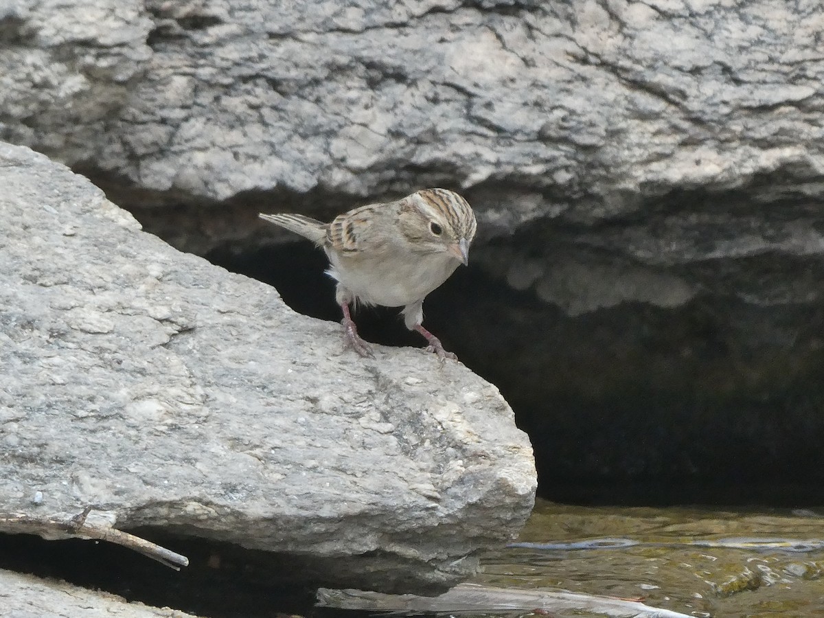 Brewer's Sparrow - ML657270511