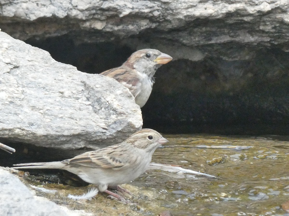 Brewer's Sparrow - ML657270512