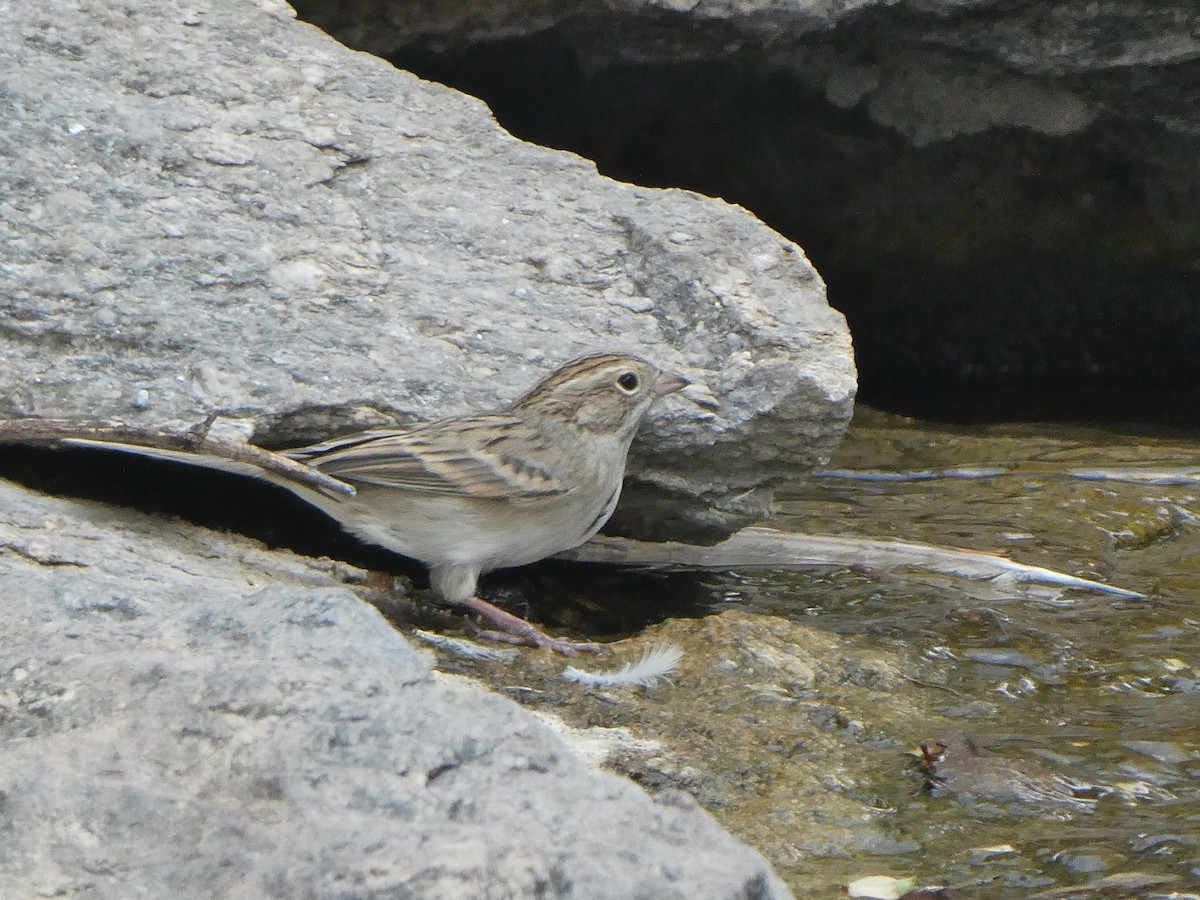 Brewer's Sparrow - ML657270513