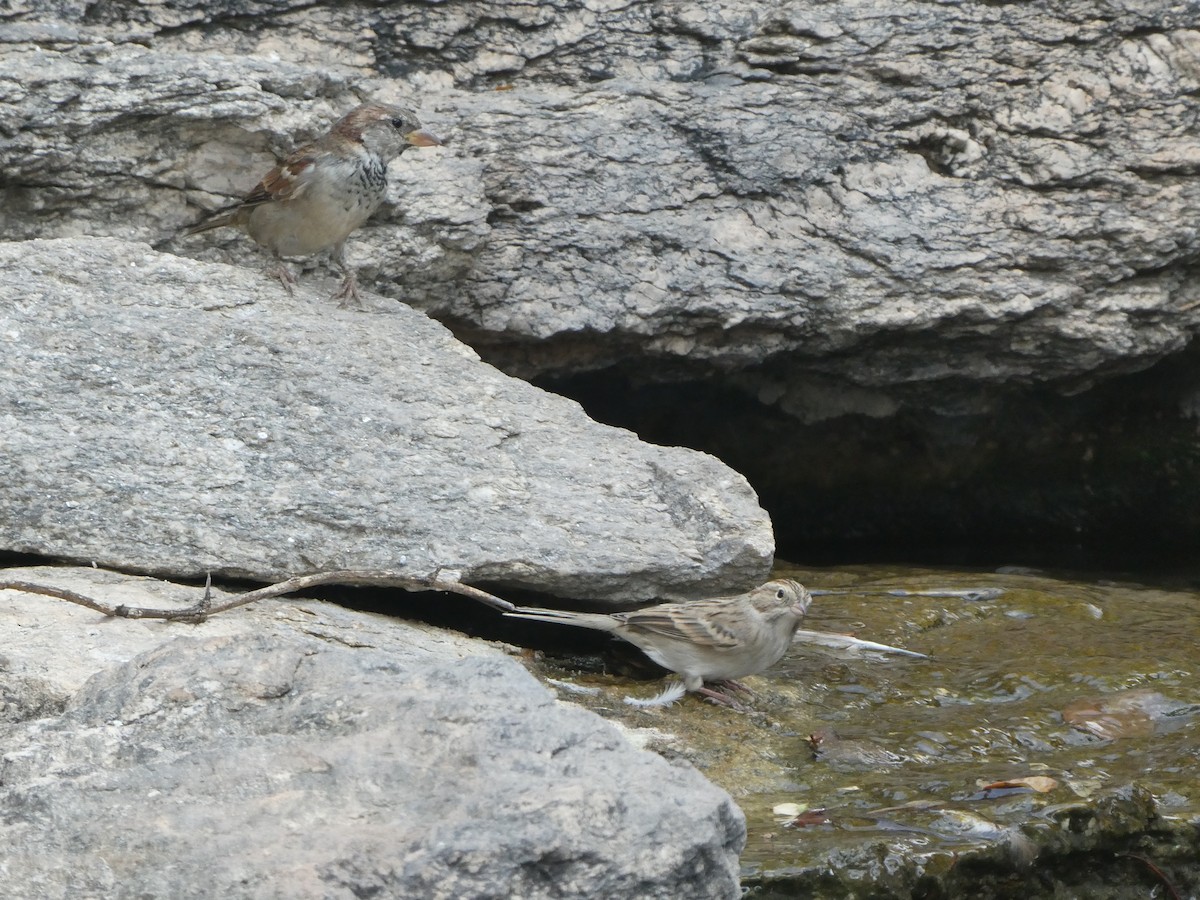 Brewer's Sparrow - ML657270514