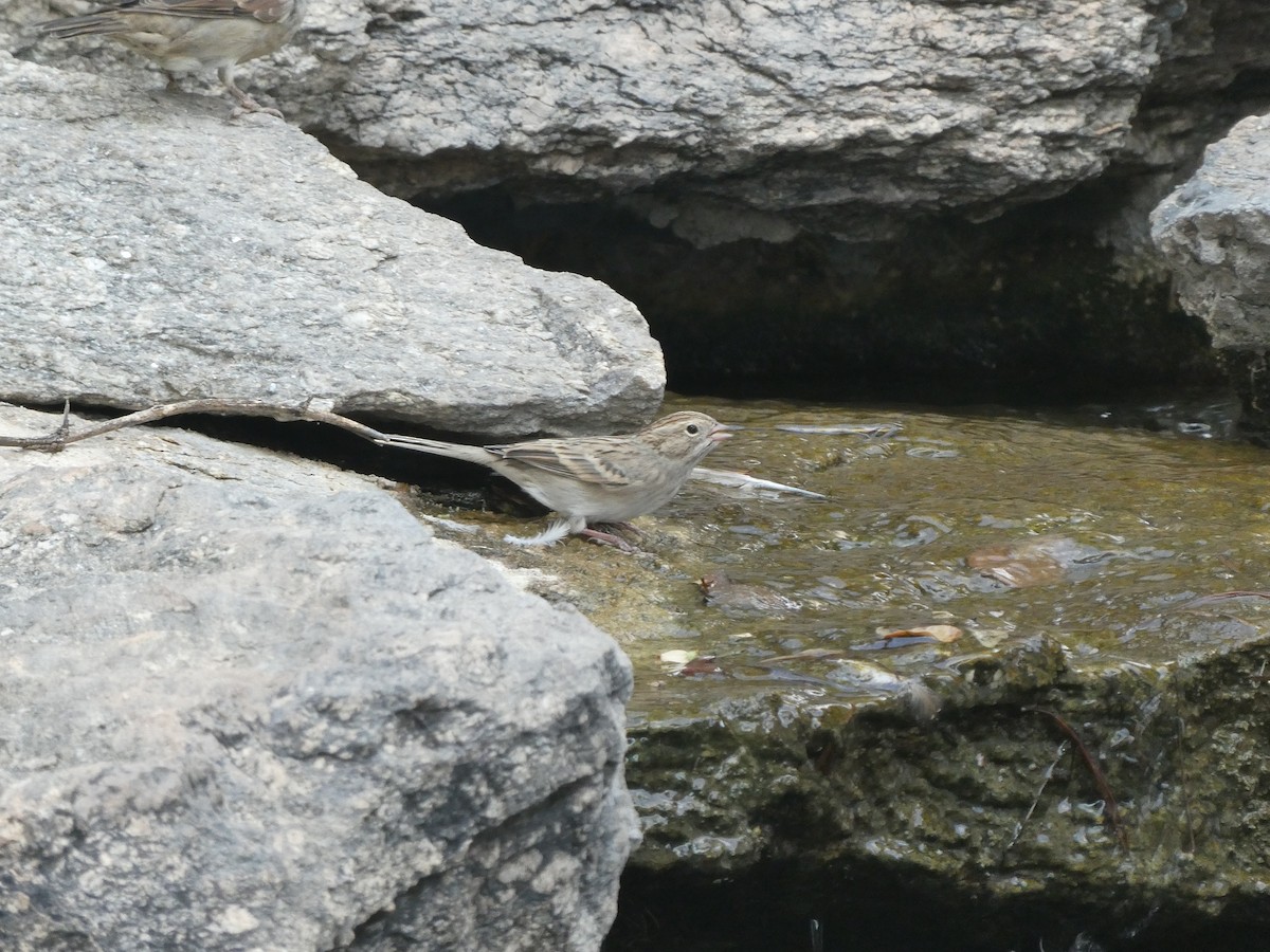 Brewer's Sparrow - ML657270515
