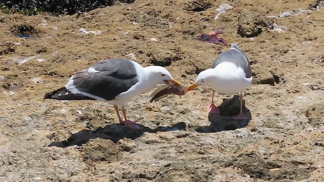 Batı Amerika Martısı - ML657270902