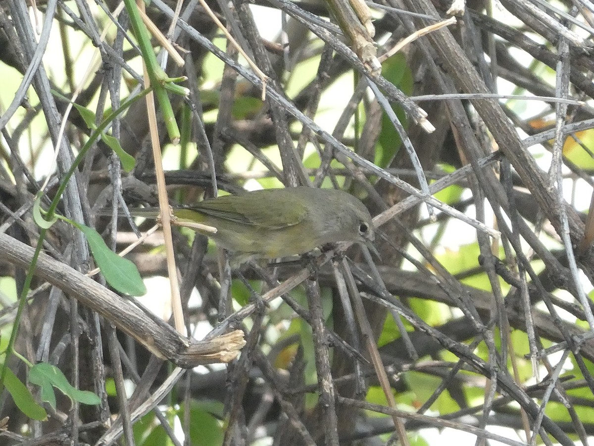 Orange-crowned Warbler - ML657271101