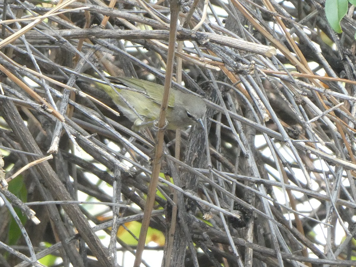 Orange-crowned Warbler - ML657271102