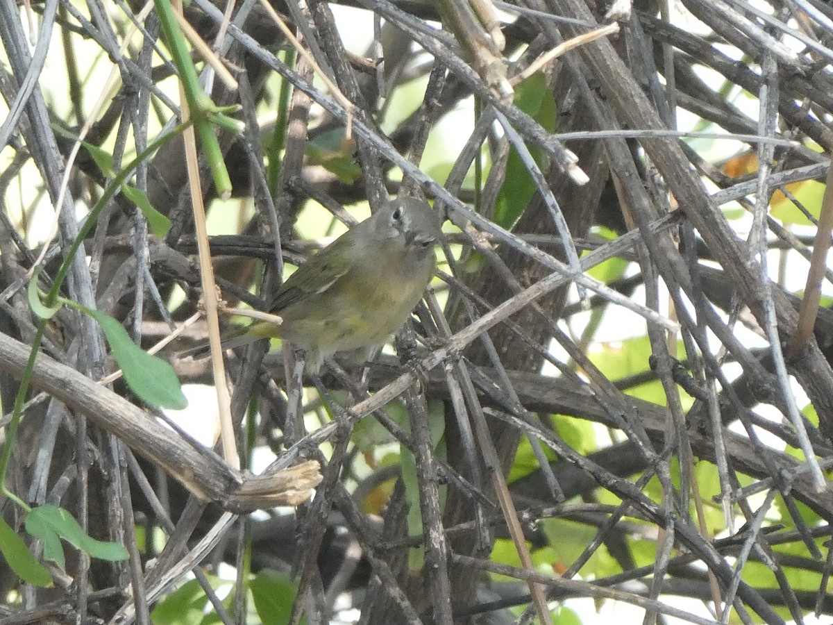 Orange-crowned Warbler - ML657271103
