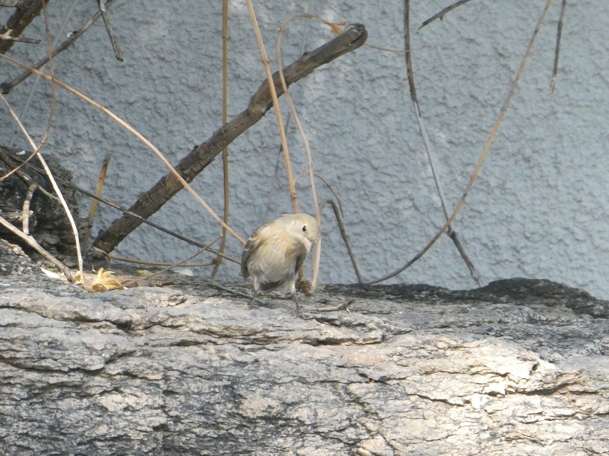 Lazuli Bunting - ML657271729