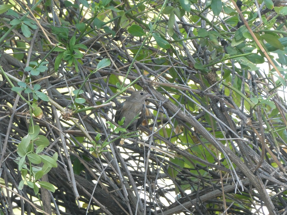 Lazuli Bunting - ML657271730