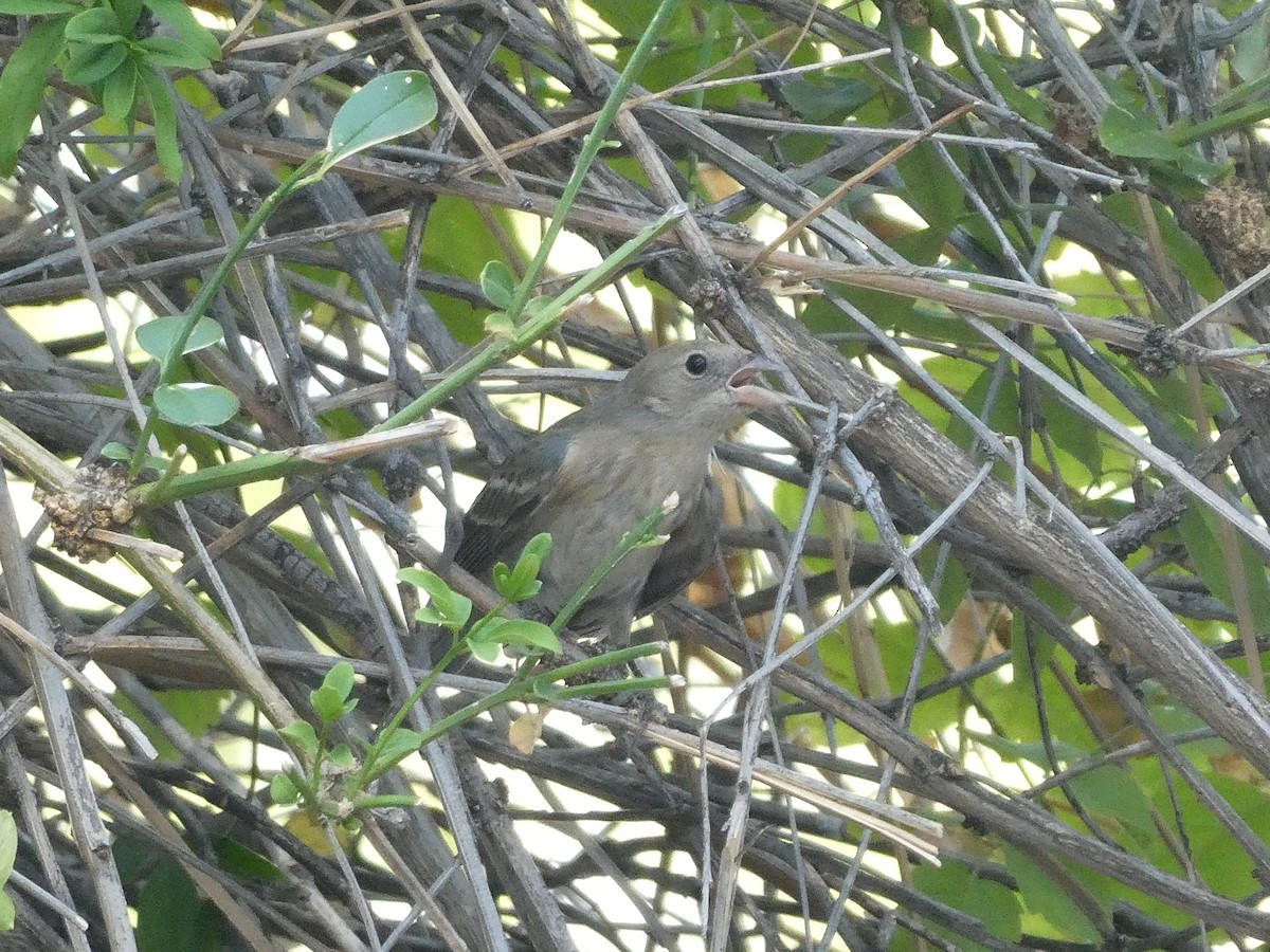 Lazuli Bunting - ML657271731