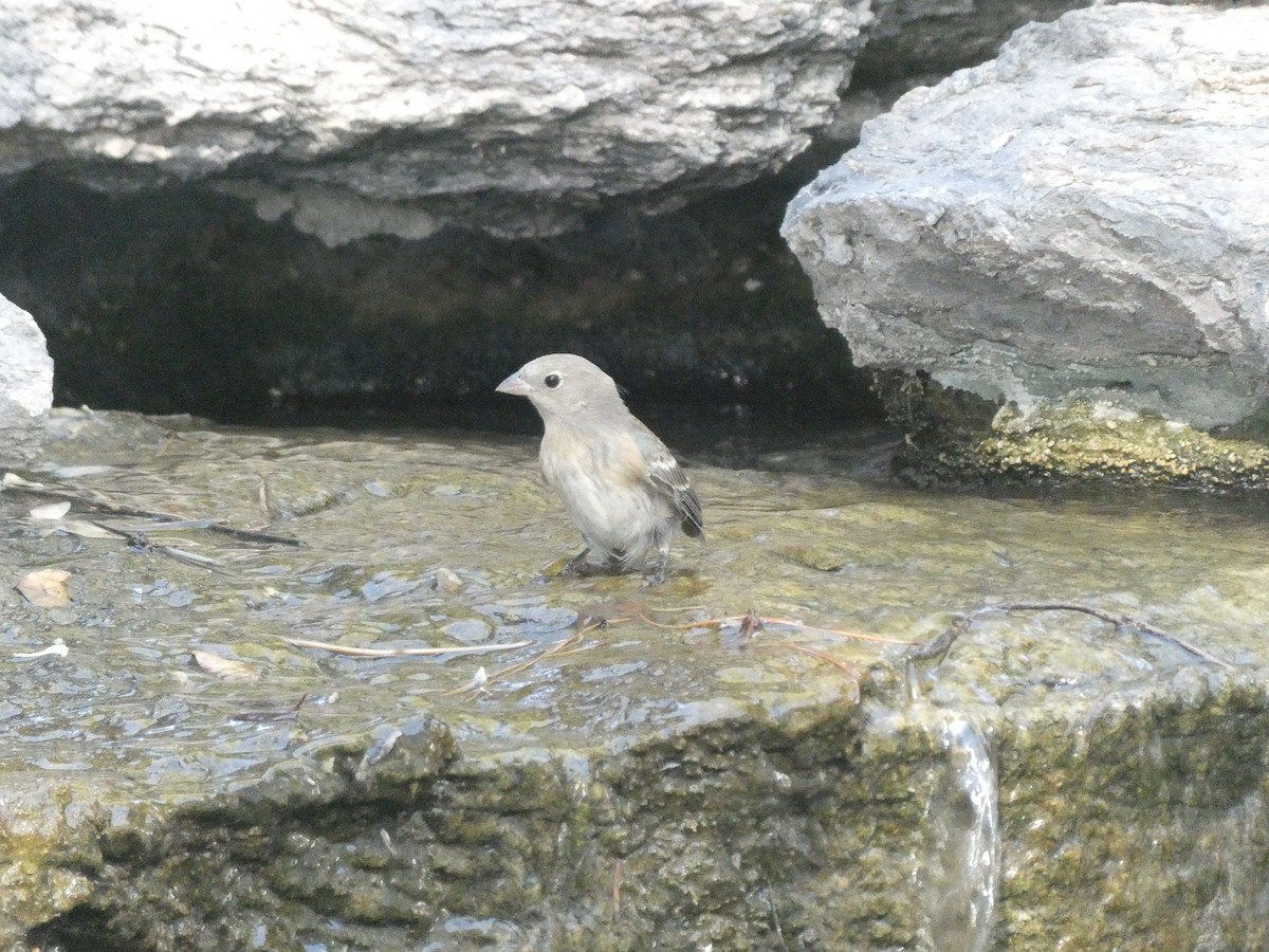 Lazuli Bunting - ML657271732
