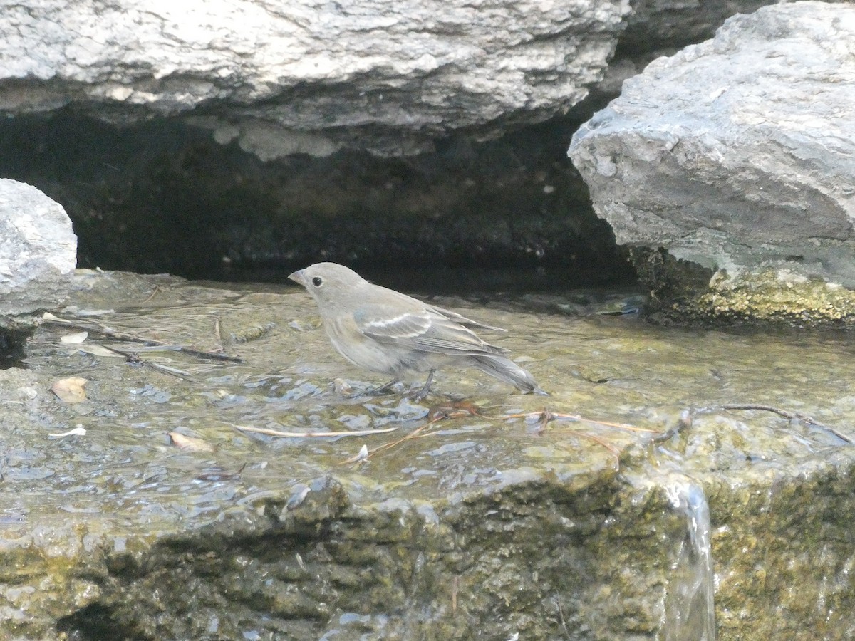 Lazuli Bunting - ML657271733