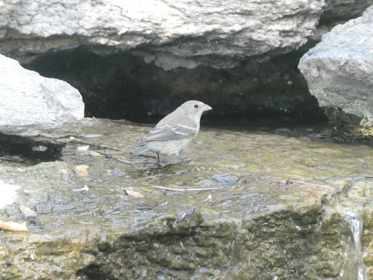 Lazuli Bunting - ML657271734