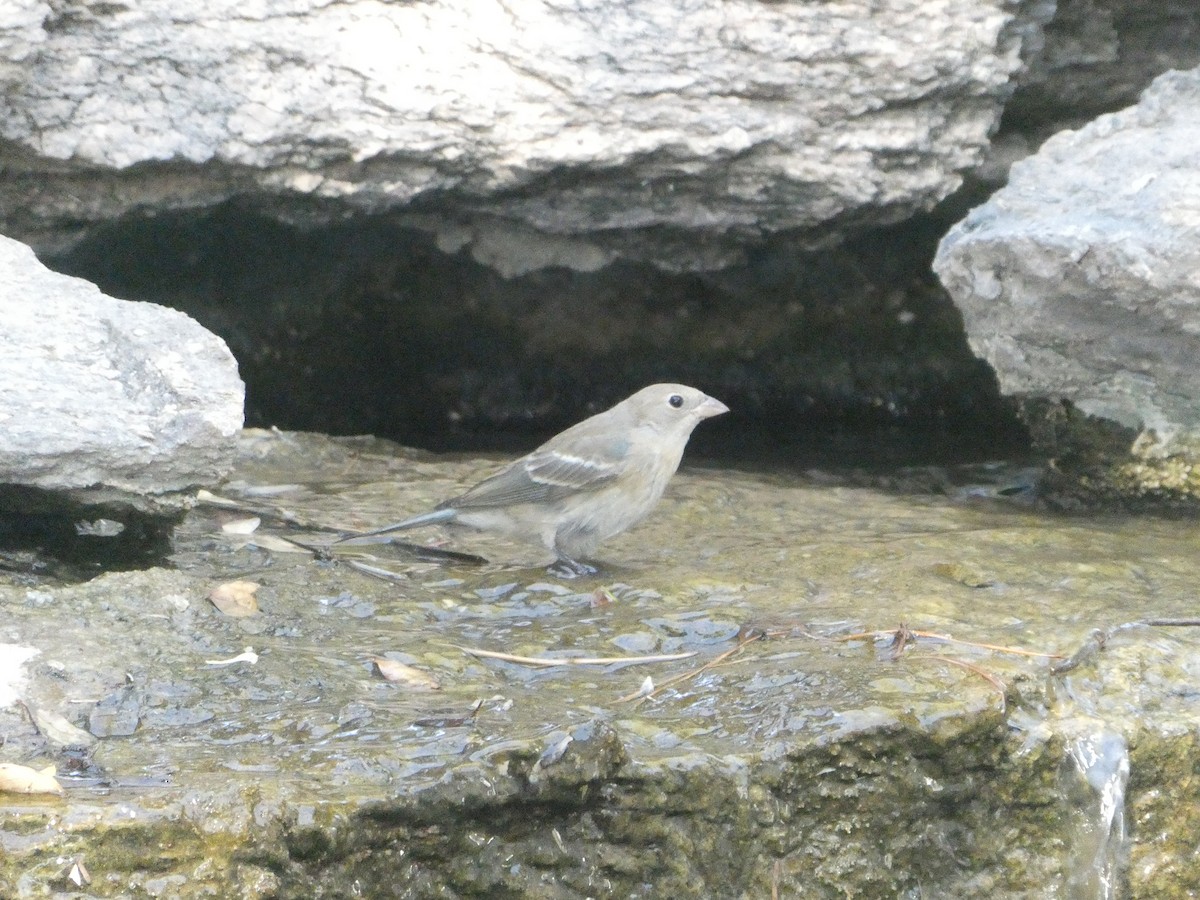 Lazuli Bunting - ML657271735
