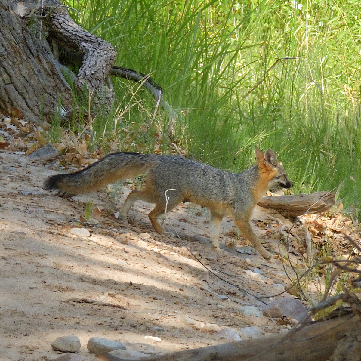 Arizona Gray Fox - ML657272380