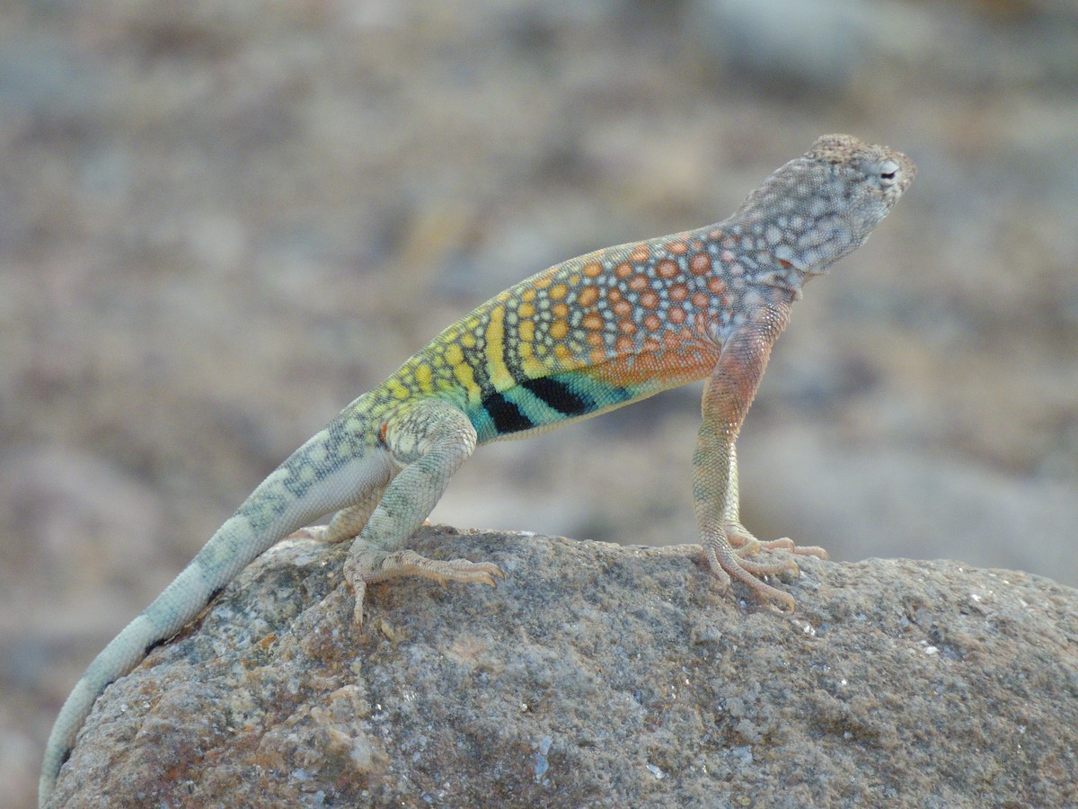Greater Earless Lizard - ML657272411