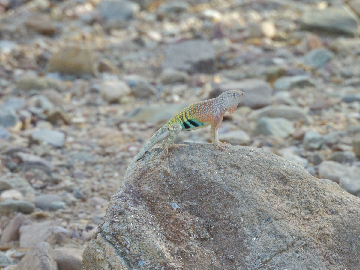 Greater Earless Lizard - ML657272430