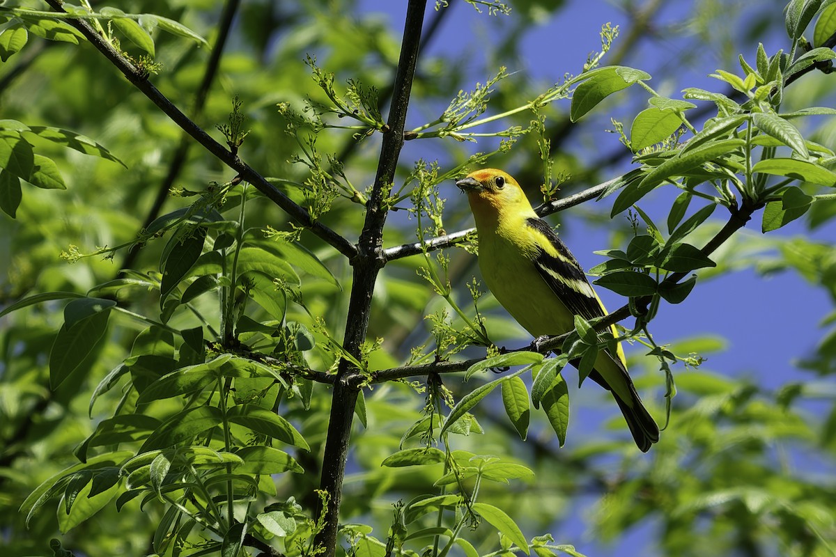 eBird Checklist - 11 May 2026 - Uncas Wildlife Area - 23 species