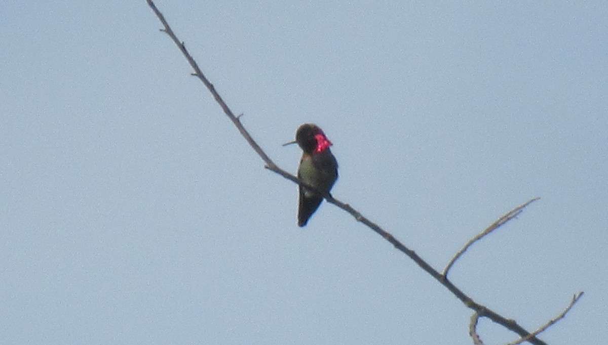 Colibrí de Anna - ML657273472