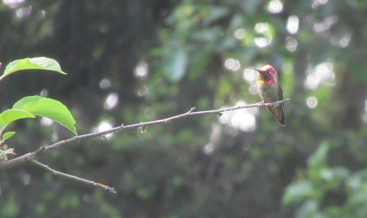 Colibrí de Anna - ML657273473