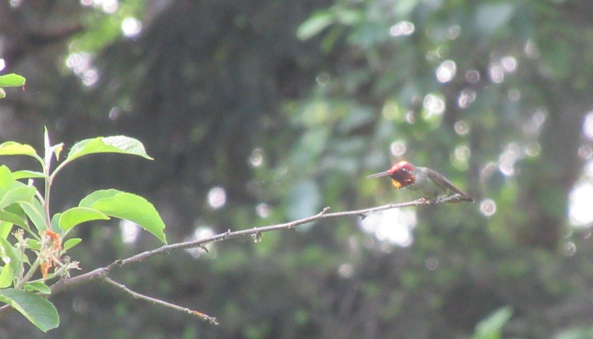 Colibrí de Anna - ML657273475