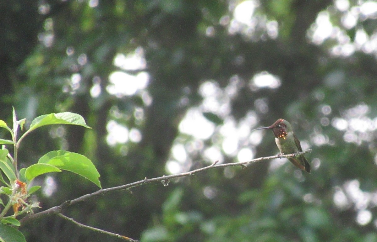 Colibrí de Anna - ML657273476