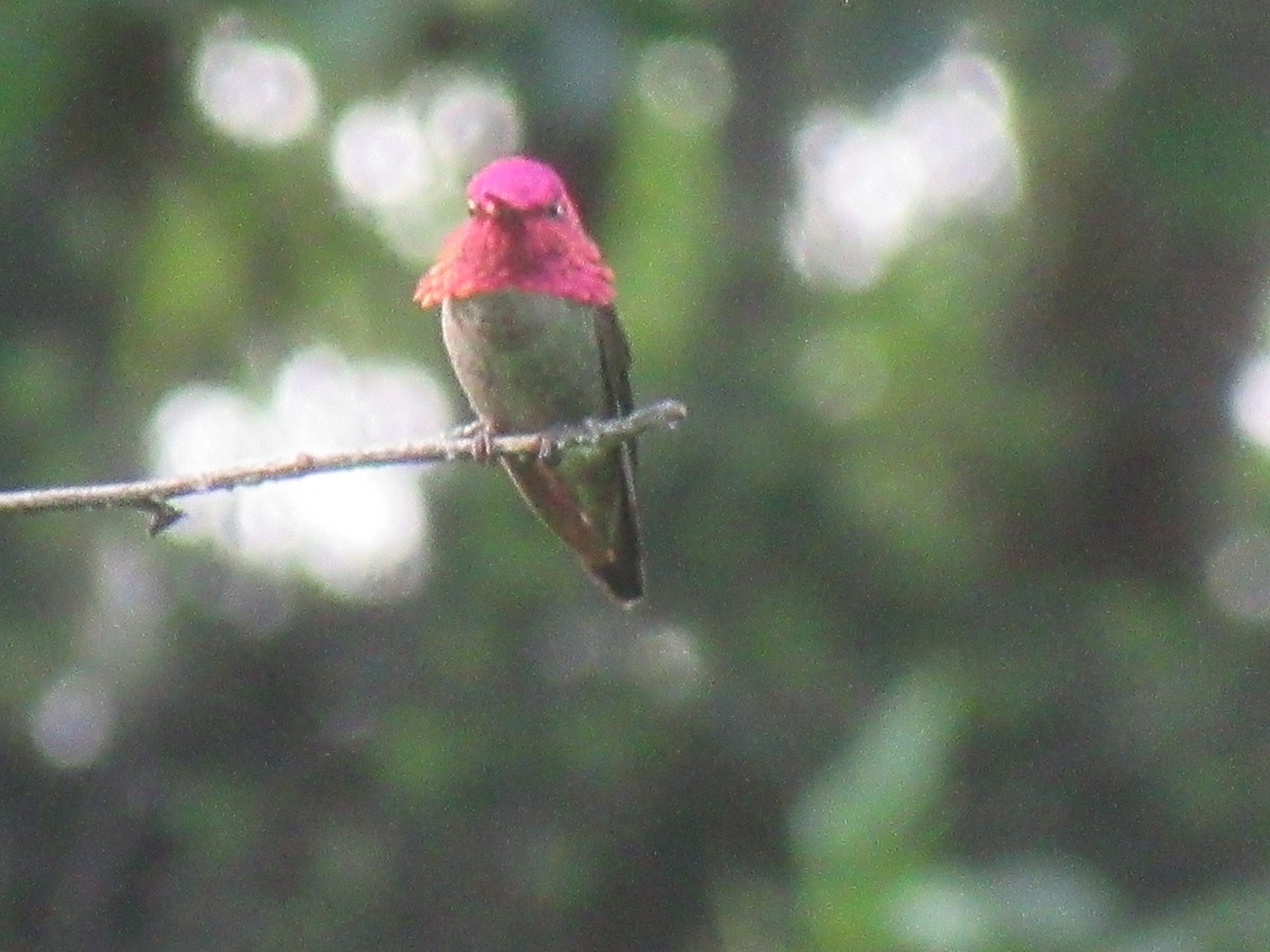 Colibrí de Anna - ML657273477