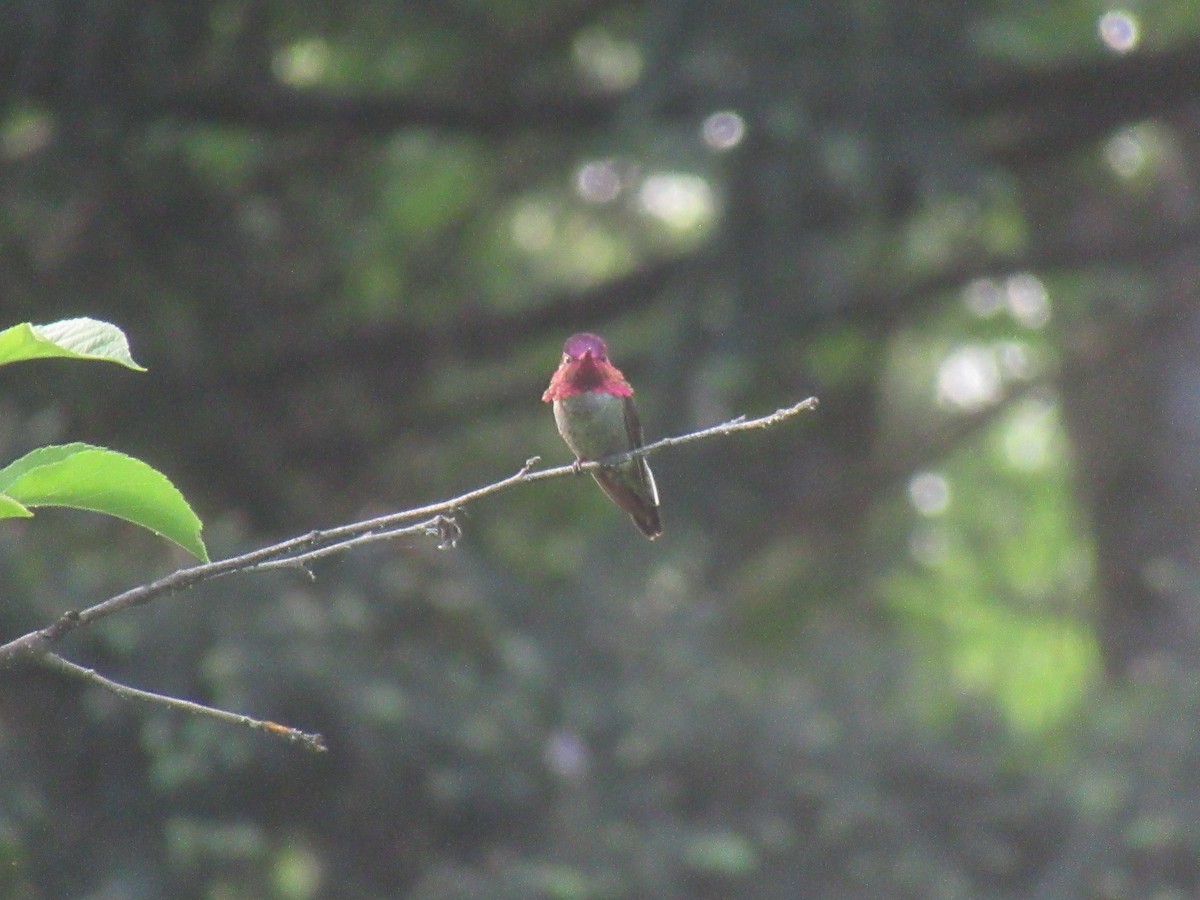 Colibrí de Anna - ML657273478