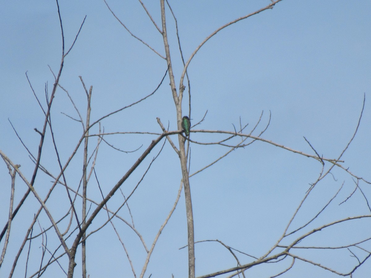 Colibrí de Anna - ML657273820