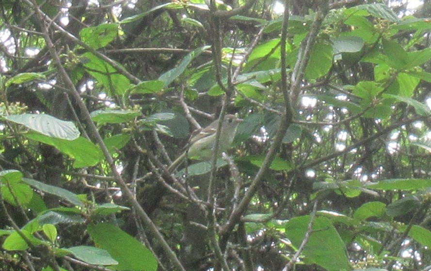 Vireo de Hutton - ML657273934