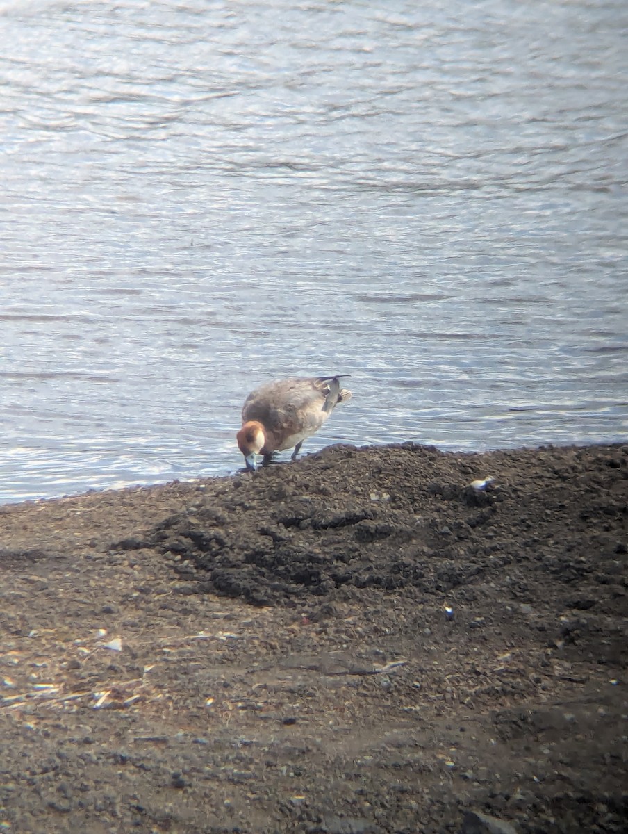 Eurasian Wigeon - ML657274363