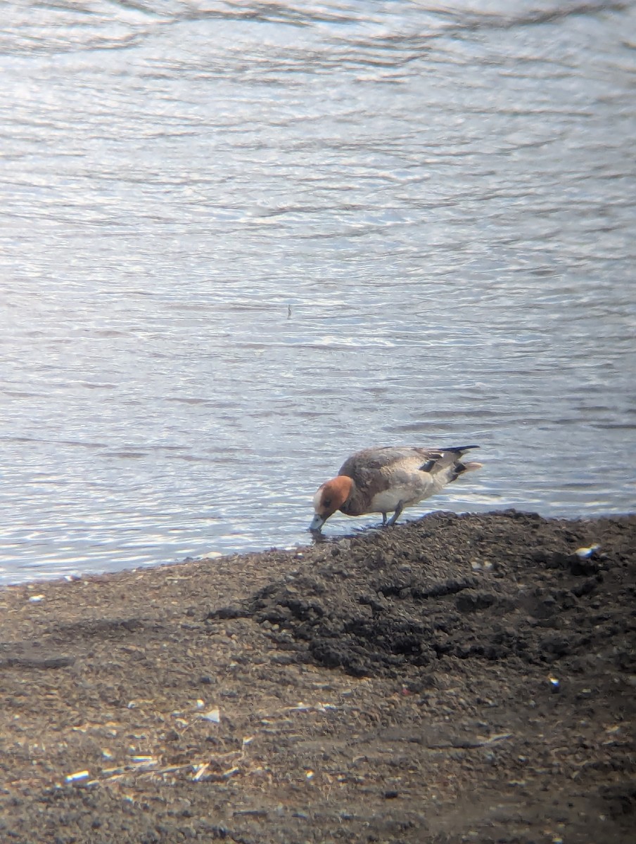 Eurasian Wigeon - ML657274364
