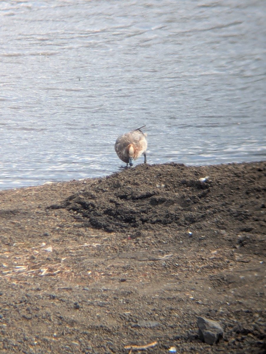 Eurasian Wigeon - ML657274365