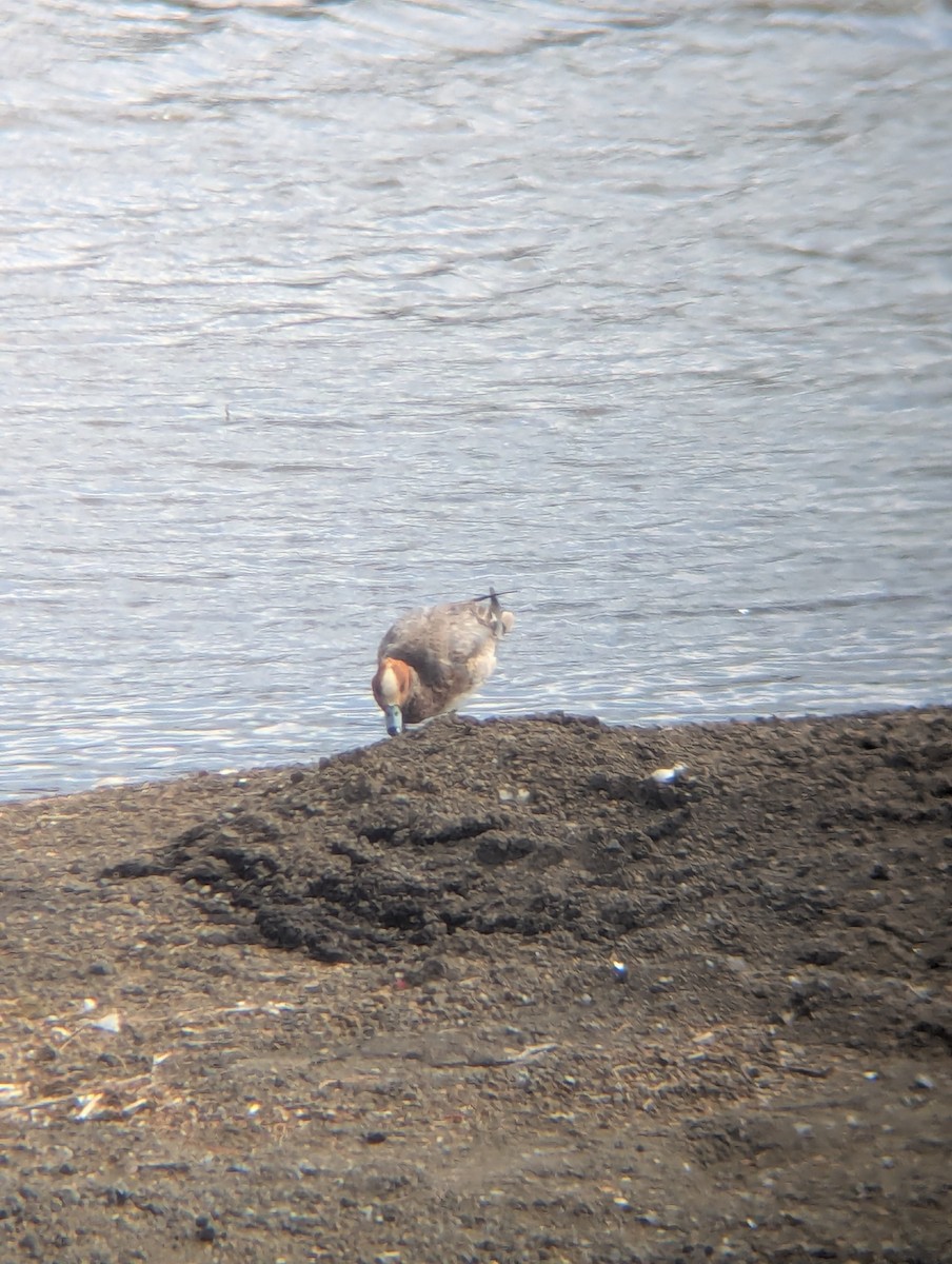 Eurasian Wigeon - ML657274366