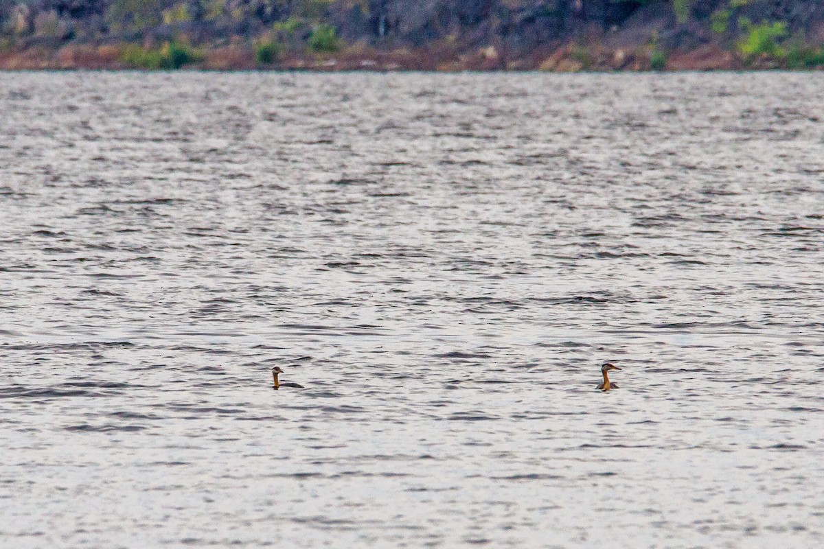 Red-necked Grebe - Bruce Gates