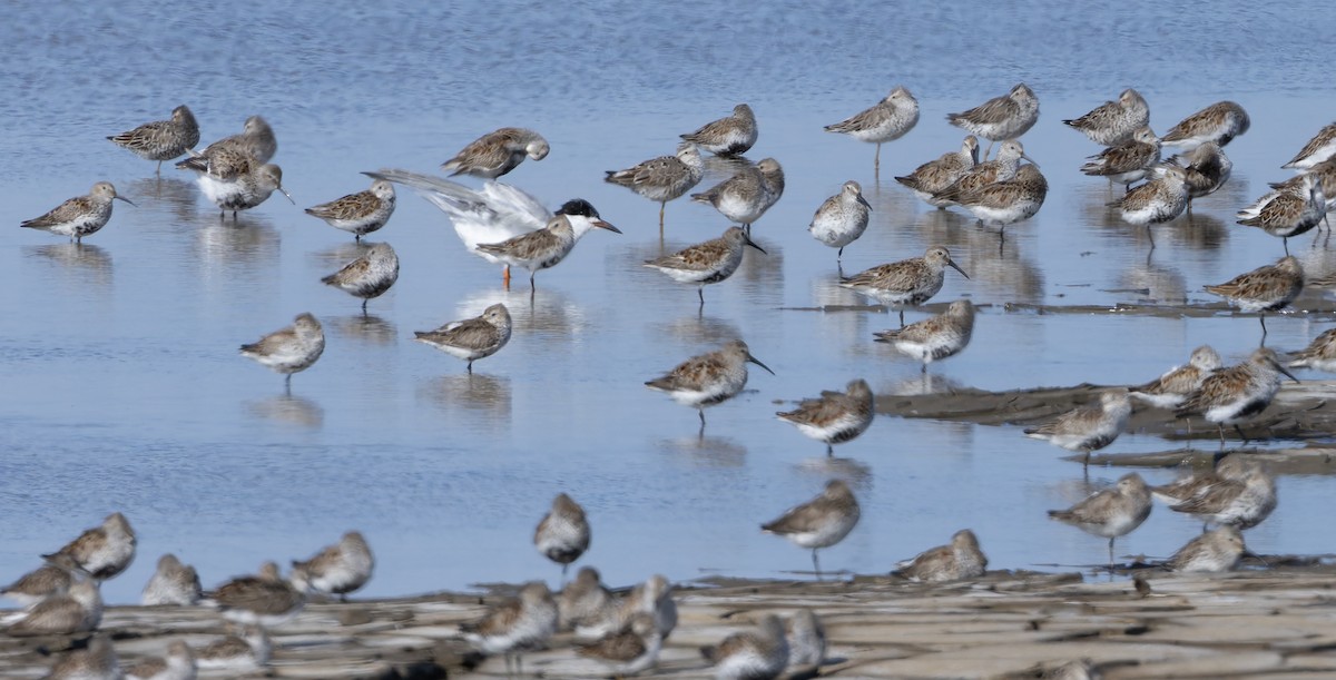 Stilt Sandpiper - ML657275088