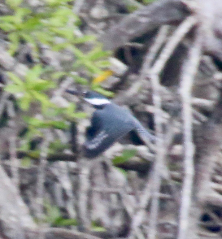 Green Kingfisher - Randy Bumbury