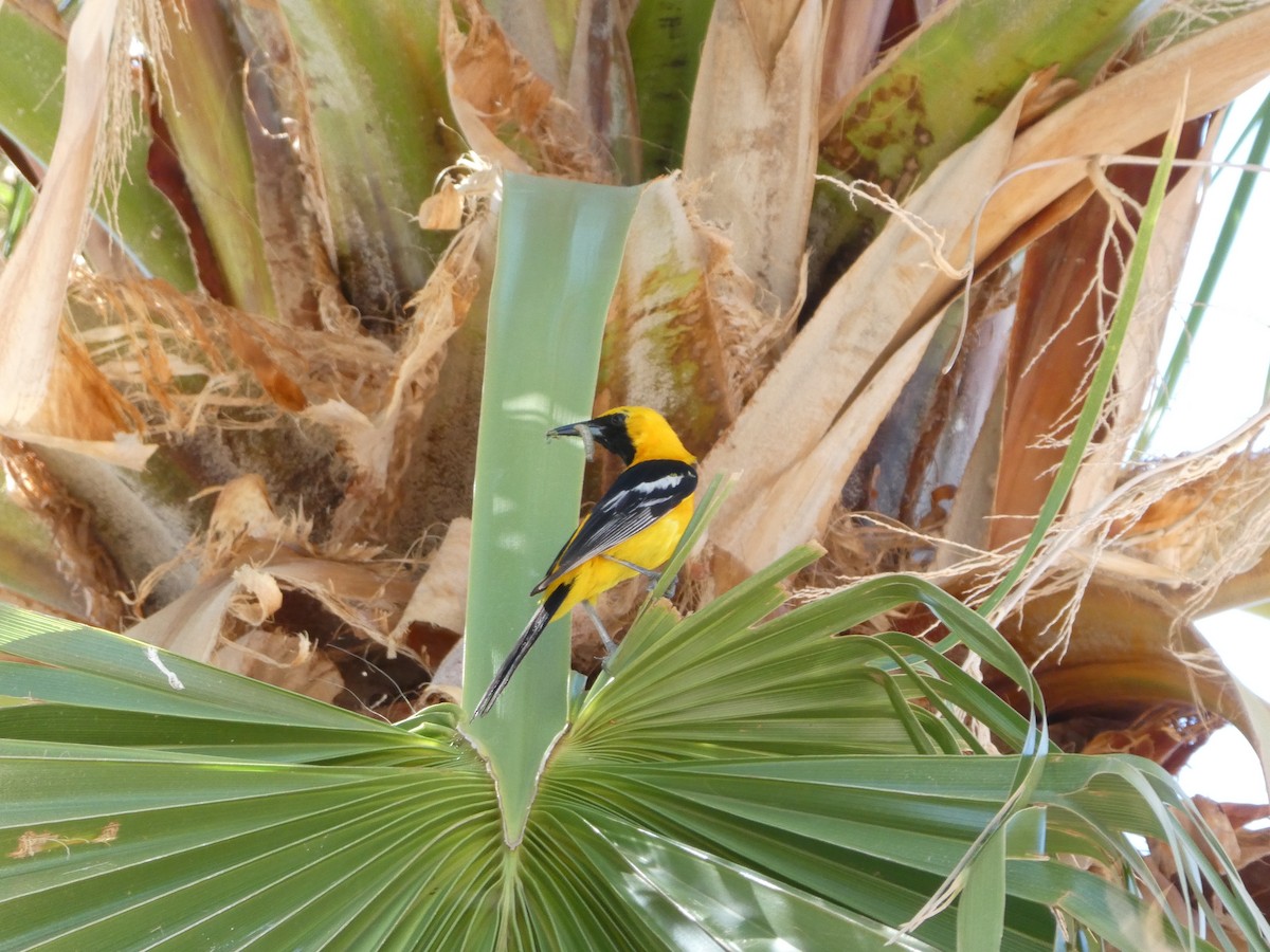 Hooded Oriole - ML657275113