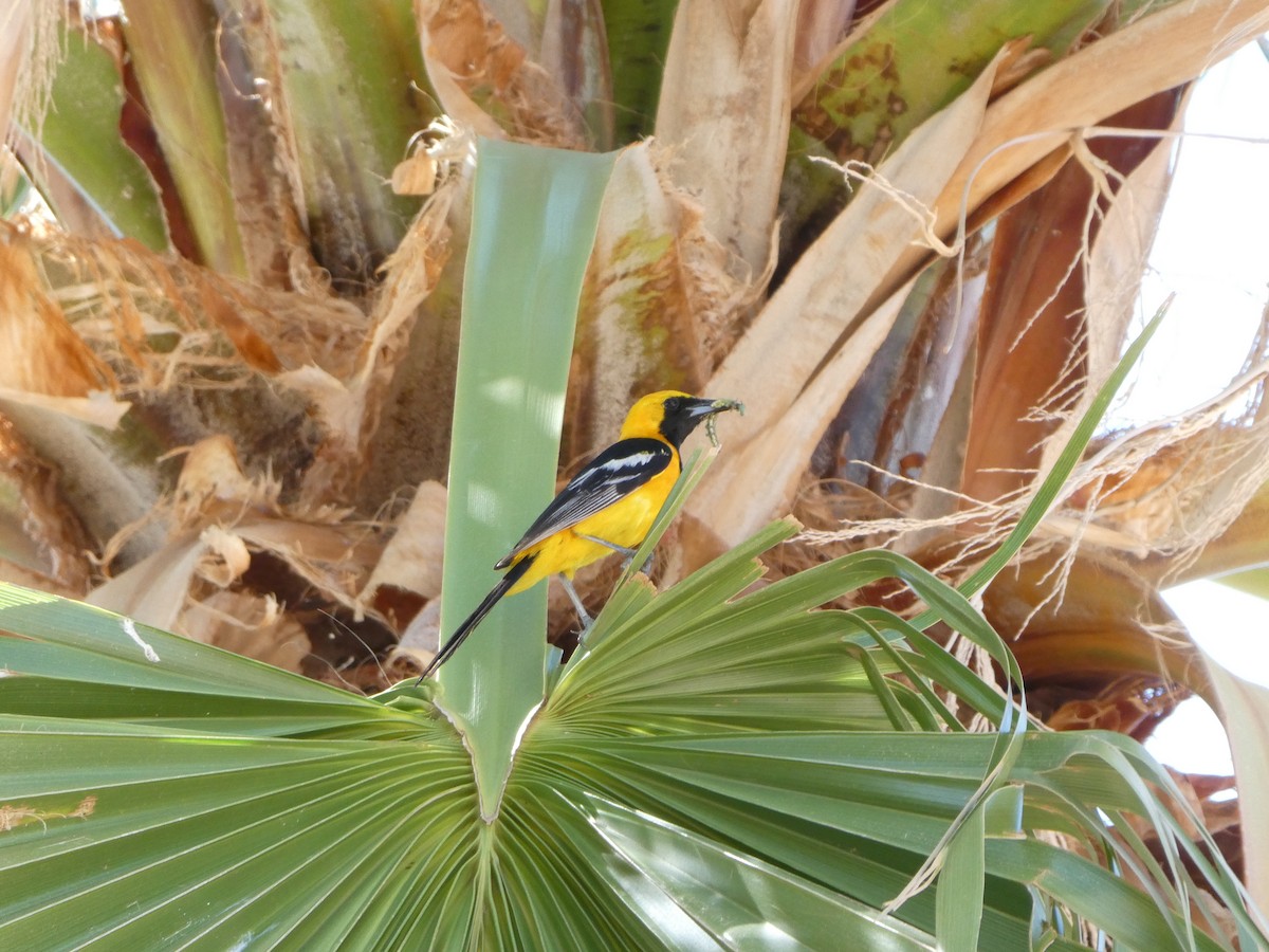 Hooded Oriole - ML657275114