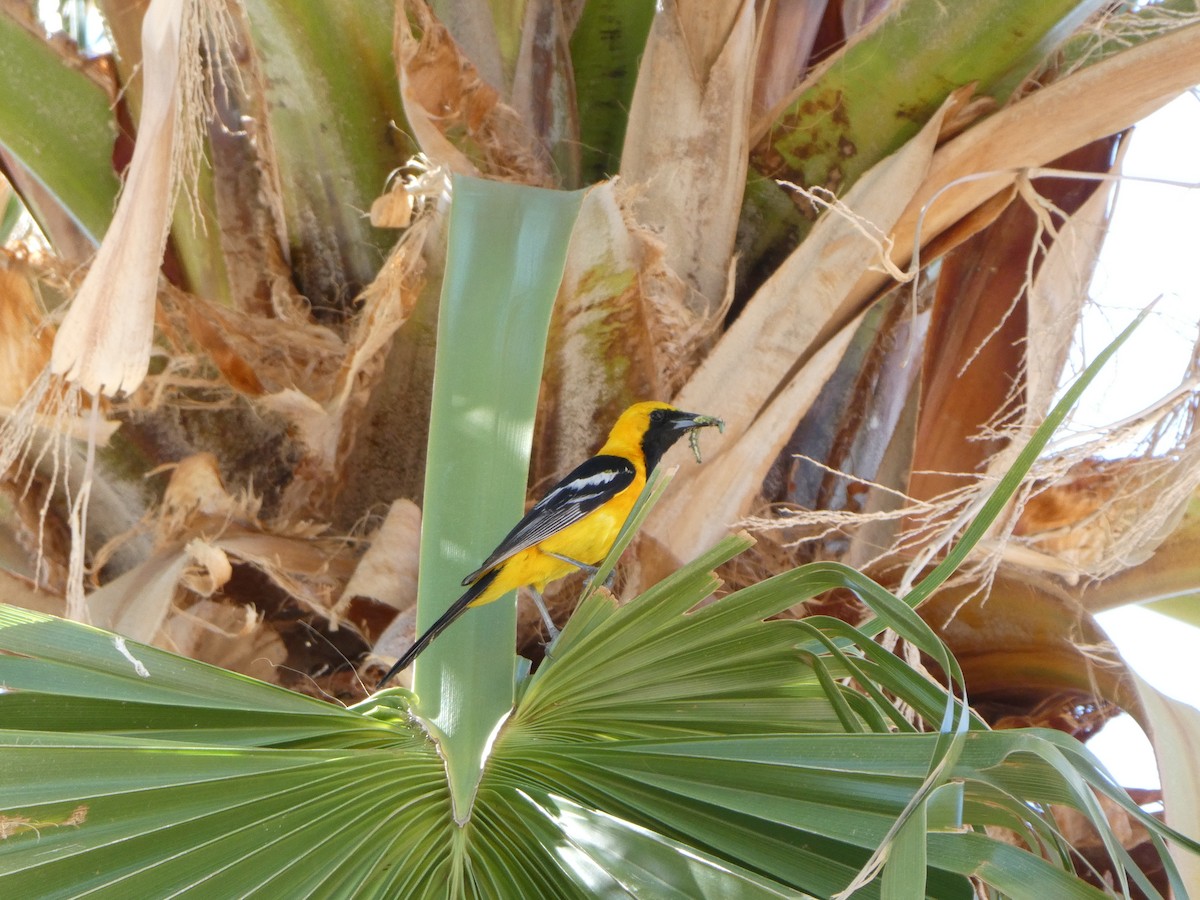 Hooded Oriole - ML657275115