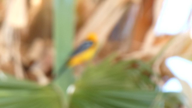 Hooded Oriole - ML657275117