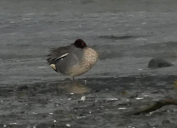 Zertzeta arrunta (eurasiarra) - ML657275150