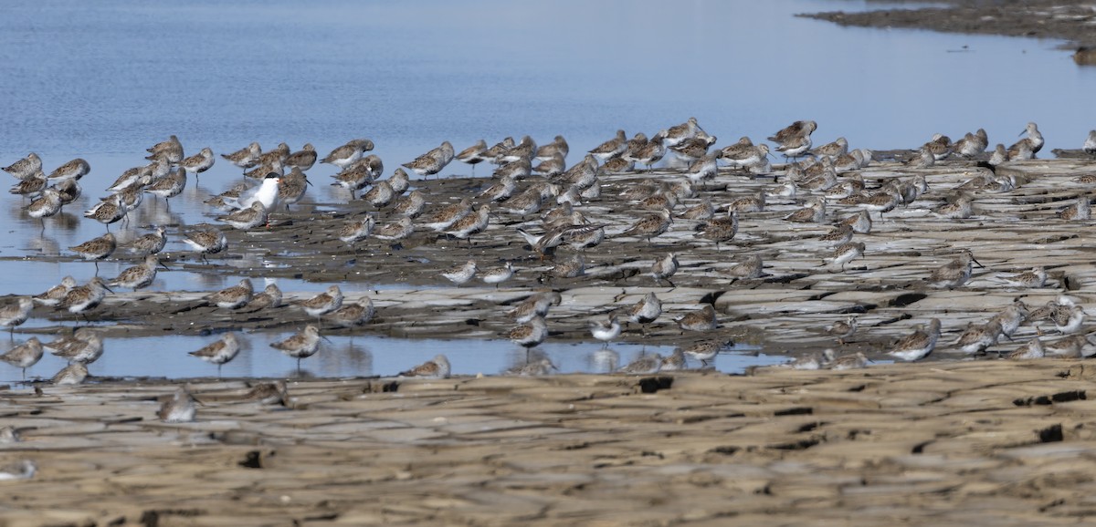 Dunlin - ML657275172
