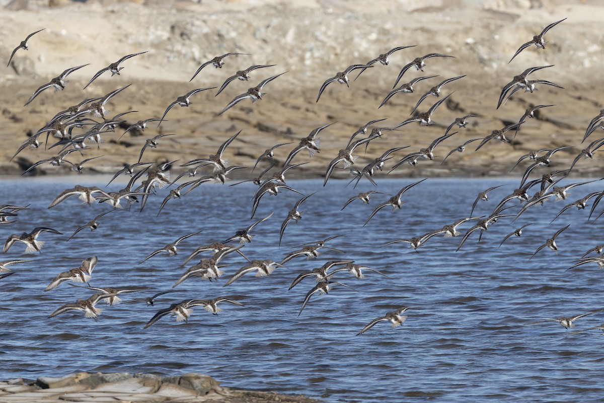 Dunlin - ML657275173