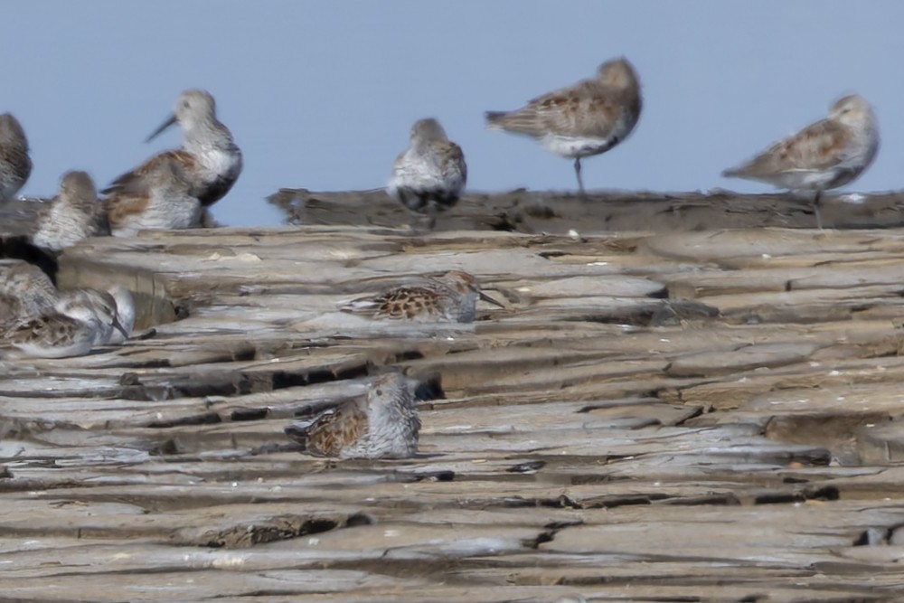 Western Sandpiper - ML657275194