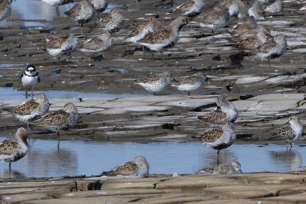 Western Sandpiper - ML657275195