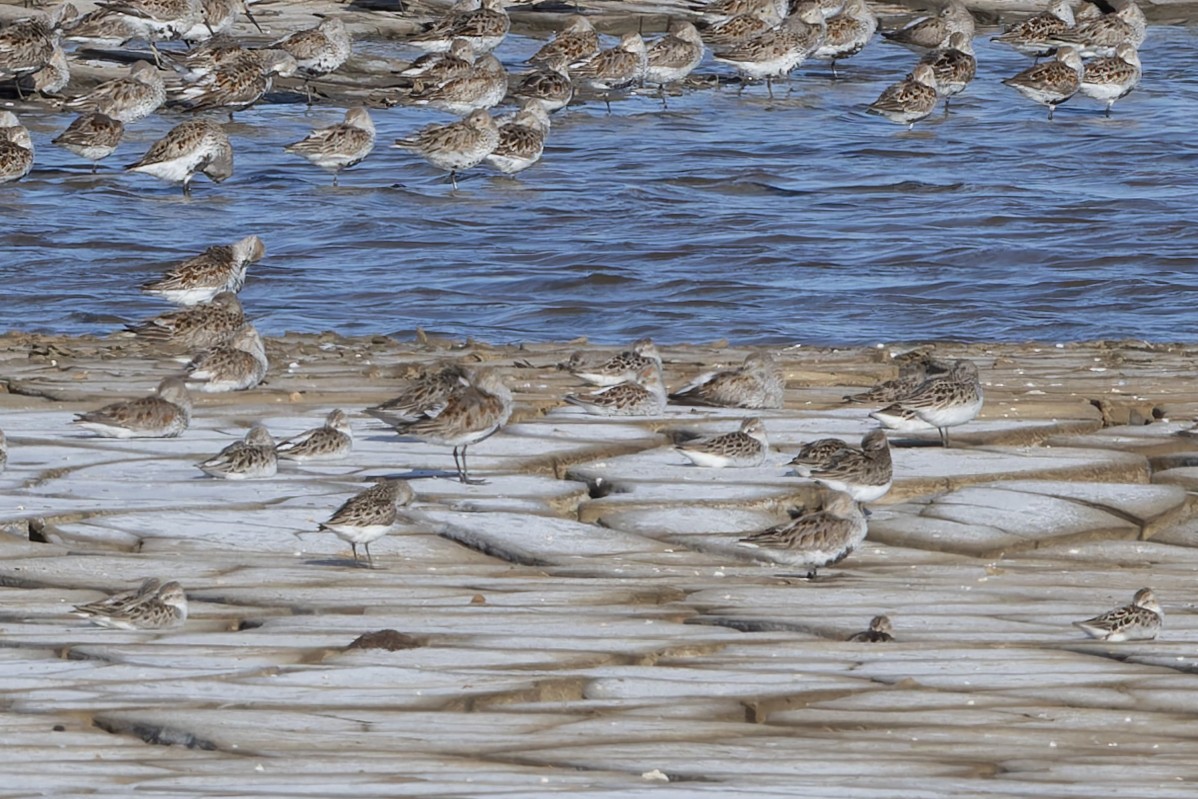 Western Sandpiper - ML657275196