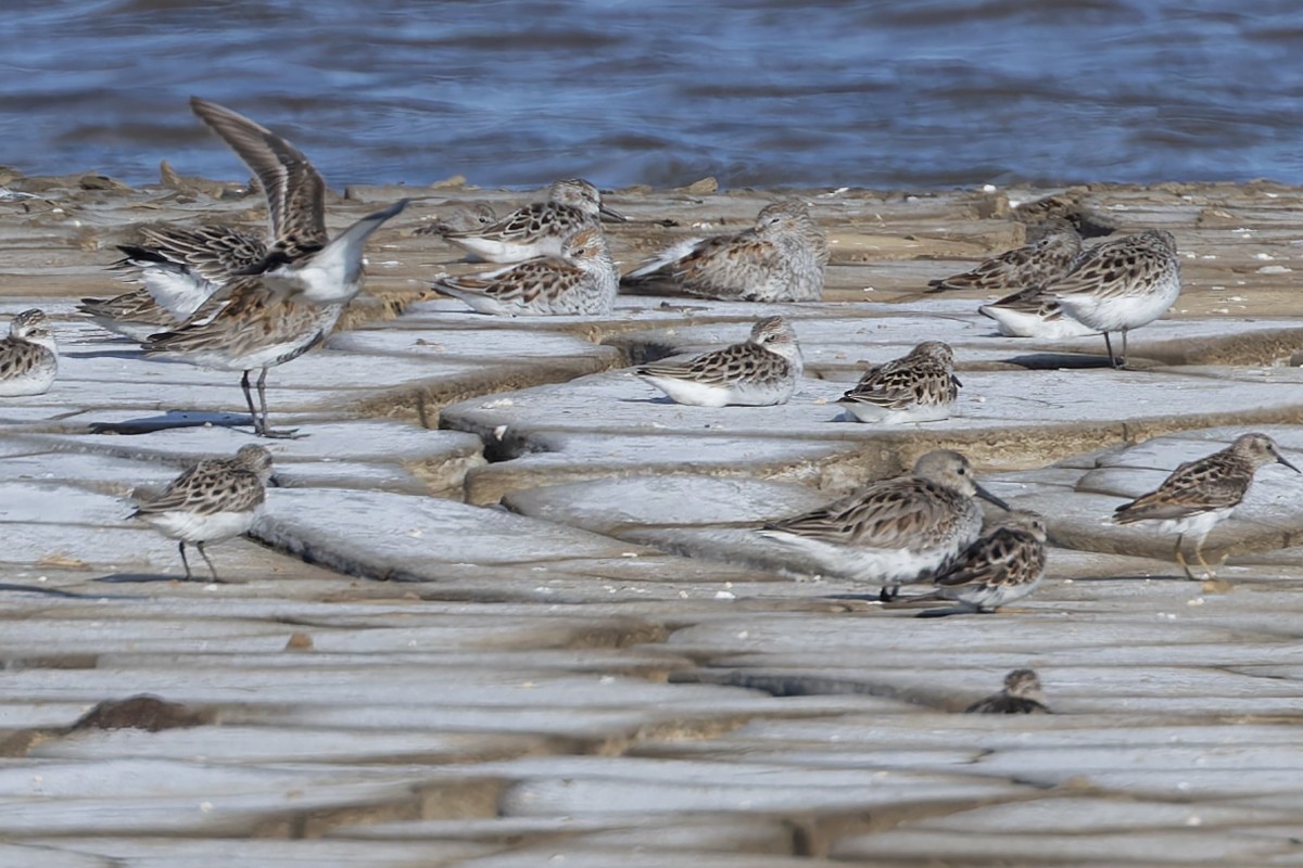 Western Sandpiper - ML657275198
