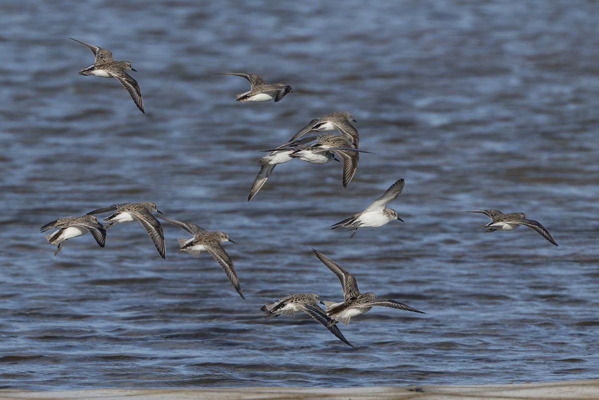Semipalmated Sandpiper - ML657275215