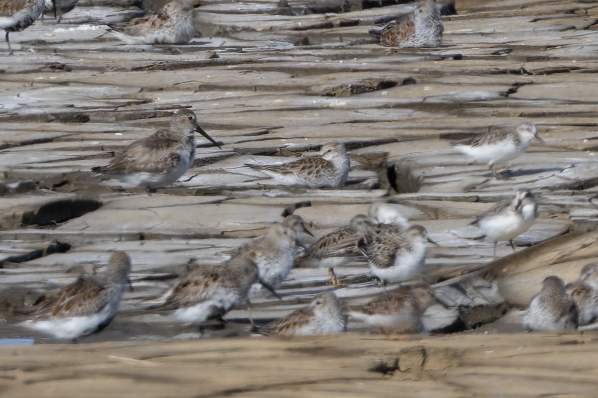 White-rumped Sandpiper - ML657275253