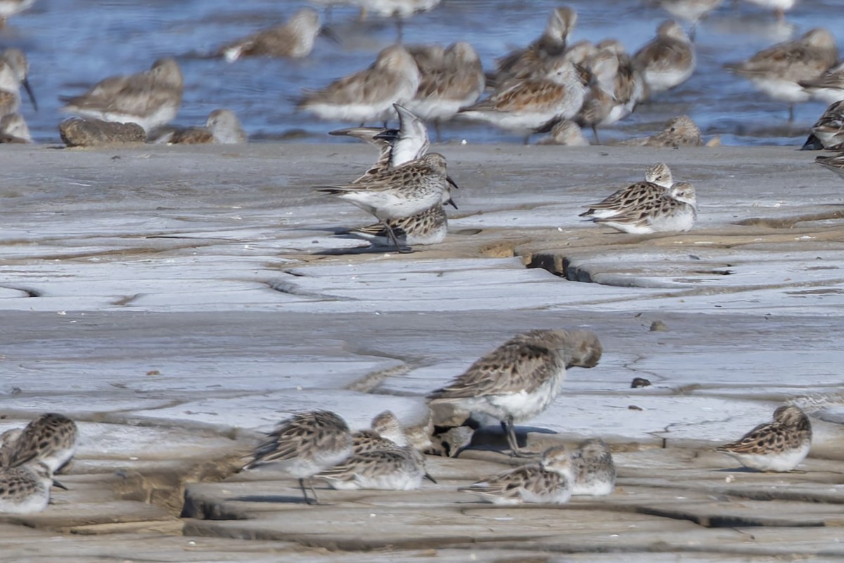 White-rumped Sandpiper - ML657275254