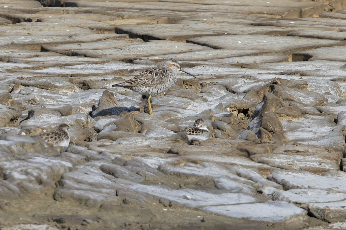 Stilt Sandpiper - ML657275260